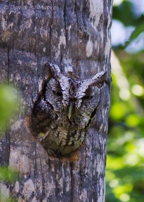 Western Screech-Owl