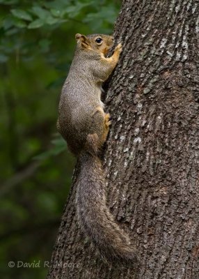 Fox squirrel