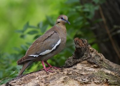White-winged Dove