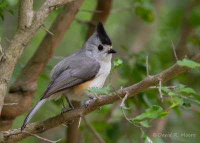 Black-crested Titmouse
