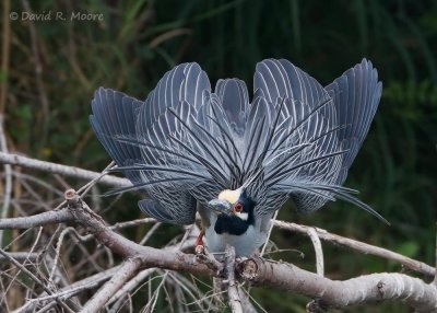 Yellow-crowned Night-Heron
