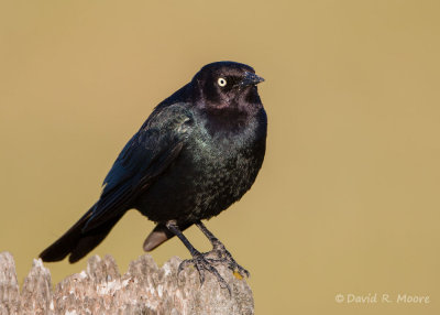Brewer's Blackbird