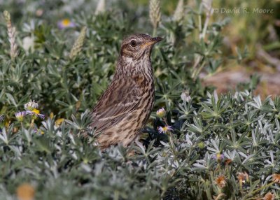 Sage Thrasher, juvenile