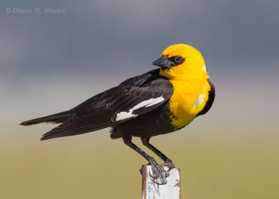 Yellow-headed Blackbird