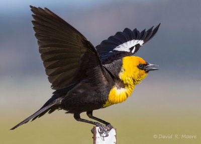 Yellow-headed Blackbird
