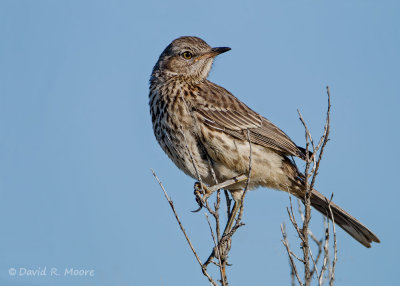 Sage Thrasher
