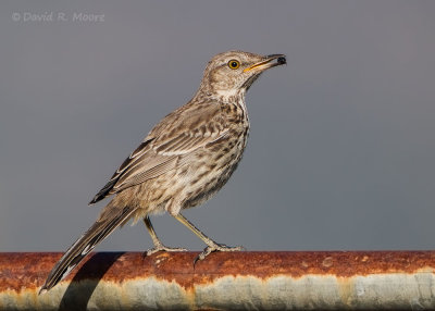 Sage Thrasher