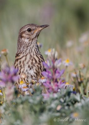 Sage Thrasher
