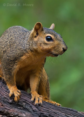 Fox Squirrel