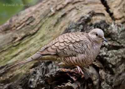 Inca Dove