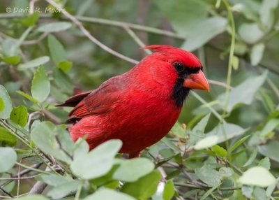 Northern Cardinal