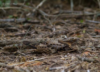 Common Pauraque