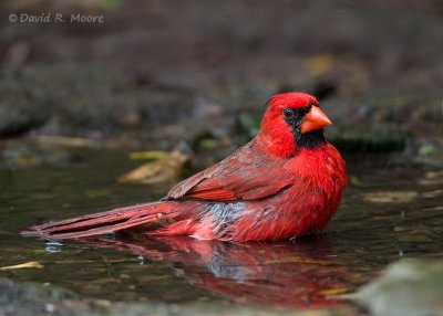 Northern Cardinal