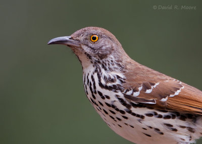 Long-billed Thrasher