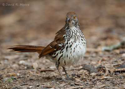 Long-billed Thrasher