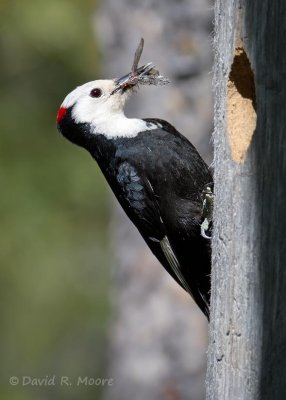 White-headed Woodpecker