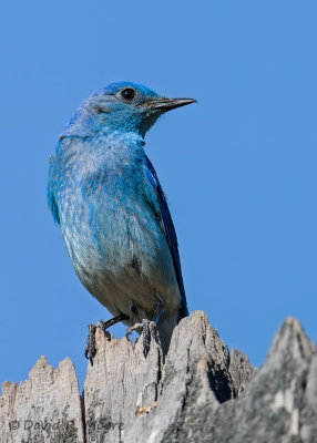 Mountain Bluebird