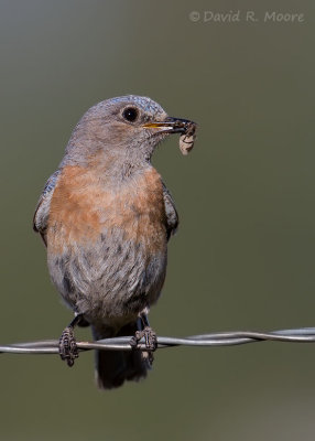 Western Bluebird, female