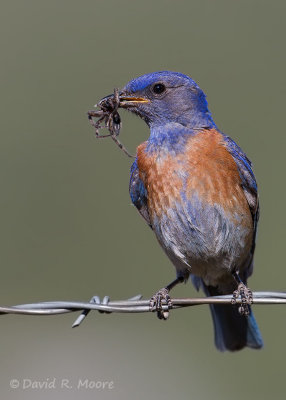 Western Bluebird, male
