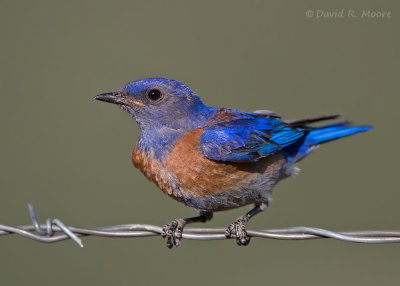 Western Bluebird, male