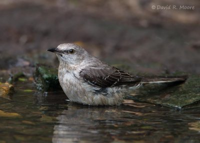 Northern Mockingbird