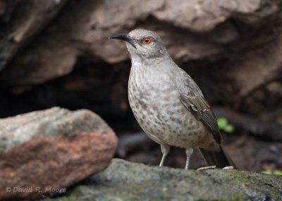Curve-billed Thrasher