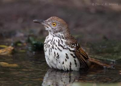 Long-billed Thrasher