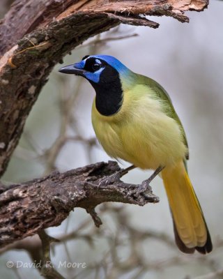 Green Jay