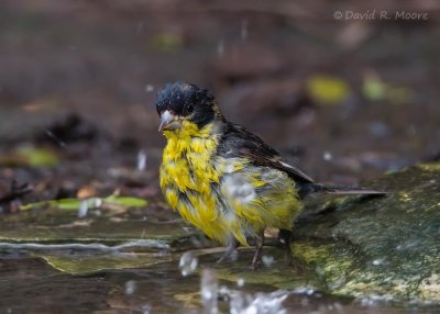Lesser Goldfinch