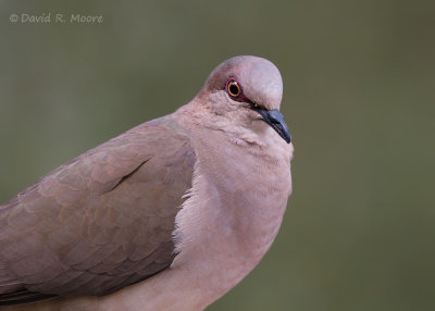 White-tipped Dove