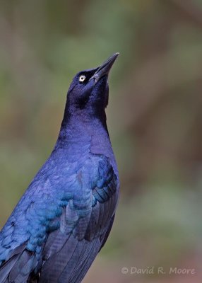 Great-tailed Grackle