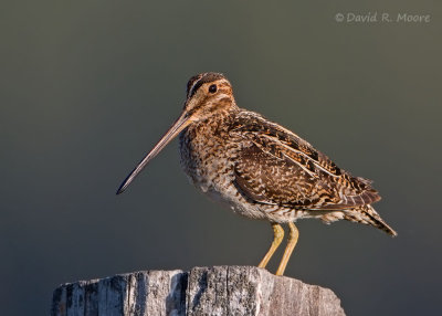 Wilson's Snipe
