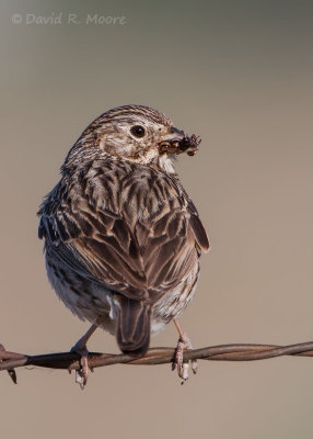 Vesper Sparrow
