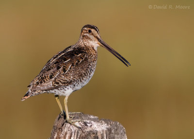 Wilson's Snipe
