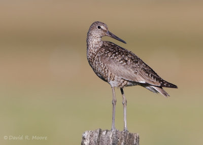Willet