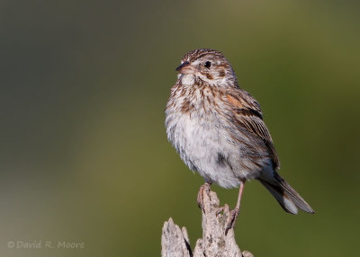 Vesper Sparrow