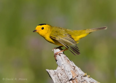 Wilson's Warbler