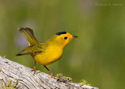 Wilson's Warbler