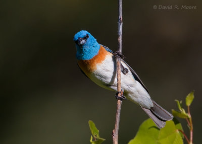 Lazuli Bunting