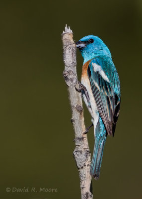 Lazuli Bunting