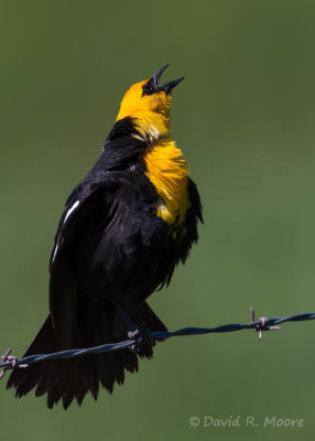 Yellow-headed Blackbird