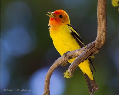 Western Tanager