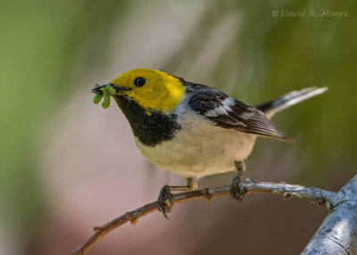 Hermit Warbler
