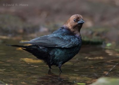 Brown-headed Cowbird