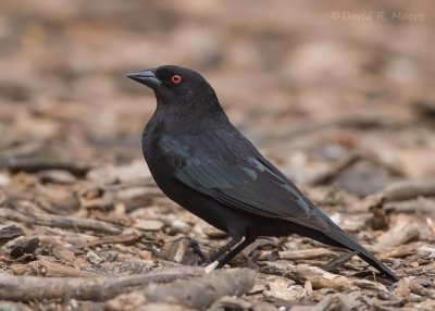 Bronzed Cowbird