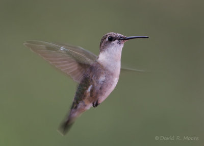 Ruby-throated (?) Hummingbird, female