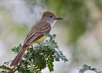 Brown-crested Flycatcher