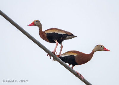 Black-bellied Whistling-Ducks