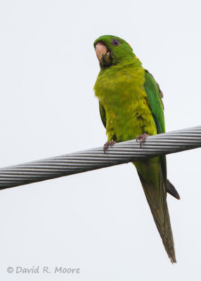 Green Parakeet