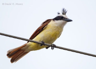 Great Kiskadee